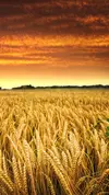 Xperia Z Lockscreen Wallpaper-Sunset.webp