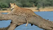 IMG-20241228-WA0001.webp