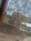 IMG_20250504_155836.webp
