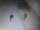 20250728_230543.webp