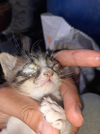 1755728044853.webp