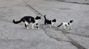 20251014_080244.webp