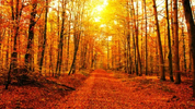 1000013568.webp