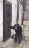 monkey-funny.gif