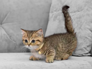 1779390810836.webp
