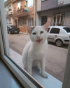 1781630983294.webp
