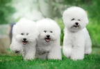 images.webp