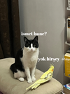 ismet bune.webp