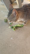 IMG_20260626_195748.webp