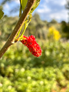 IMG_1727.webp