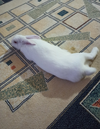 IMG_20260729_121700_929.webp