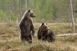 Ayıcıklar.webp