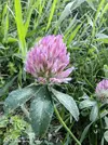 IMG_20240611_175110.webp