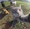 kedi selfi.webp