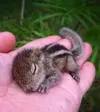 1721250816337.webp