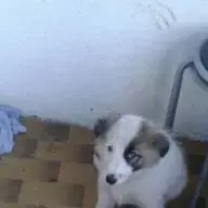 dokuz