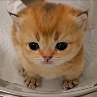 bebek kedi