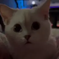 Kitten