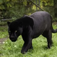 teoxtigerboomer