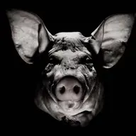 CatatonicPig