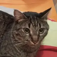 naganen