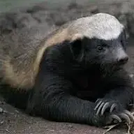 PorsukBey