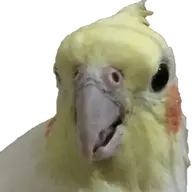 cuneeyt