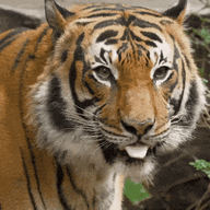 owl2tiger