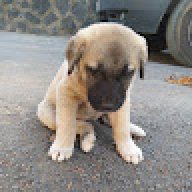 sivaslı_Kangal