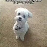 FrosterMG