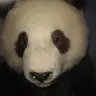 Pigasor
