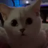 Kitten