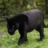 teoxtigerboomer