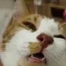 Cat Lon