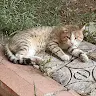 Luxi