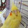 melihbaki