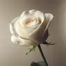 whiterose