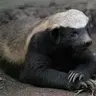 PorsukBey