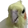 cuneeyt