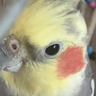 yufus