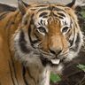 owl2tiger