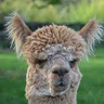 Lama
