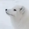 Türker