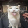 Katgie
