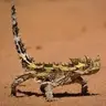 Arizona Kertenkelesi