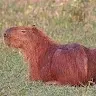 Capybara45