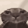 dodoCAT