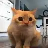 reacin