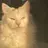 kedi