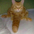 Scoti